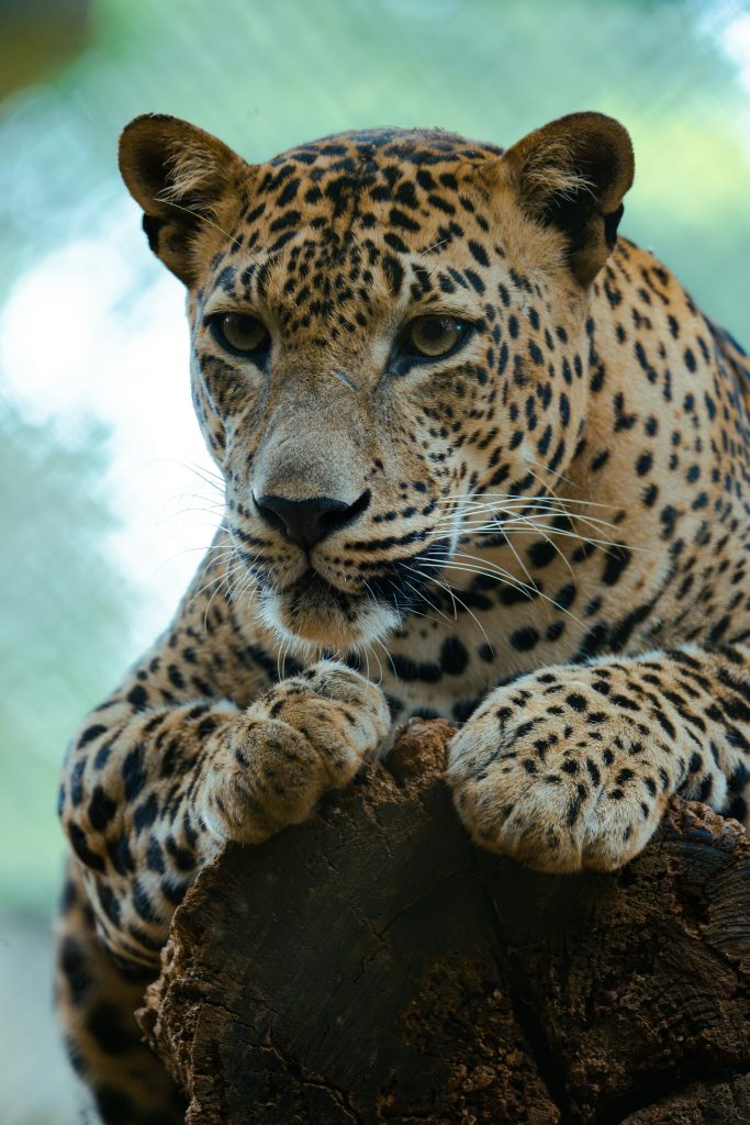 anupa-uthsara-iZo_xVpa0HI-unsplash anupa-uthsara-iZo_xVpa0HI-unsplash